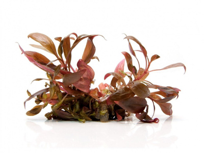 Альтернантера Рейнека в горшке Альтернантера Рейнека в горшке